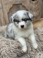 Nog 2 super leuke border collie pups showlijn, Dieren en Toebehoren, Honden | Herdershonden en Veedrijvers, 8 tot 15 weken, Collie