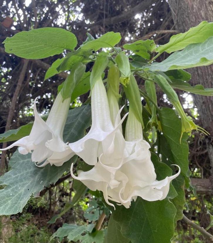Geurende BIO Brugmansia stekjes en planten, Huis en Inrichting, Kamerplanten, Overige soorten, Minder dan 100 cm, Bloeiende kamerplant