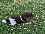 PRACHTIGE HEIDEDOODLE PUPS, Nederland, Overige rassen, CDV (hondenziekte), 8 tot 15 weken