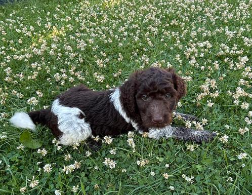 PRACHTIGE HEIDEDOODLE PUPS, Dieren en Toebehoren, Honden | Retrievers, Spaniëls en Waterhonden, Meerdere dieren, Overige rassen