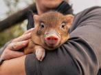 Minivarkens | Jonge biggen in verschillende kleuren, Dieren en Toebehoren, Schapen, Geiten en Varkens, Meerdere dieren, Varken