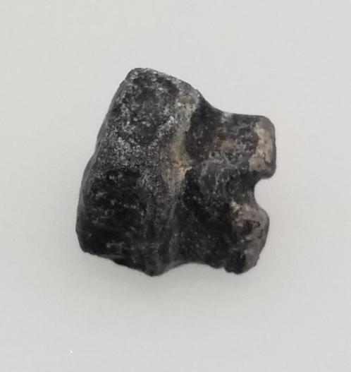 Haaientand Boven-Krijt, Verzamelen, Mineralen en Fossielen, Fossiel, Ophalen of Verzenden