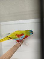 Turquoisine parkieten, Dieren en Toebehoren, Vogels | Parkieten en Papegaaien, Meerdere dieren, Parkiet