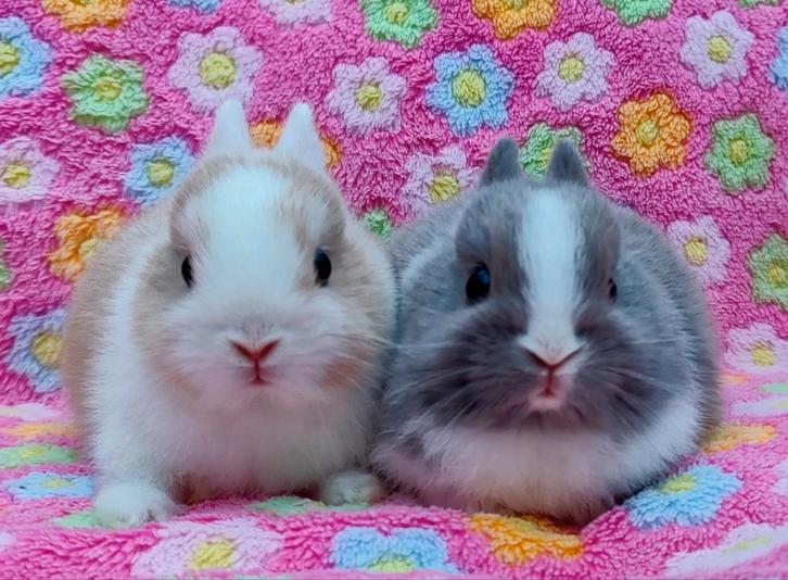 Koppeltje bonte jonge kleurdwerg konijntjes te reserveren, Dieren en Toebehoren, Konijnen, Dwerg, Meerdere dieren, 0 tot 2 jaar