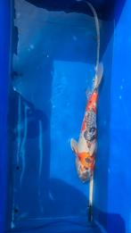 Doitsu koi, Dieren en Toebehoren, Vissen | Vijvervissen, Karper of Koi
