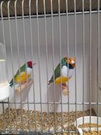 Goulds gould amadine, Mannelijk, Geringd