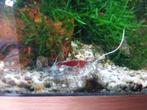 vuurgarnalen, Dieren en Toebehoren, Vissen | Aquariumvissen, Kreeft, Krab of Garnaal, Zoetwatervis, Schoolvis