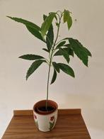 Avocado, Huis en Inrichting, Kamerplanten, Ophalen, Overige soorten, Minder dan 100 cm