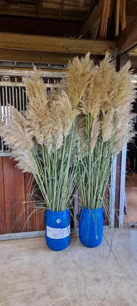 Pampasgras pluimen, Huis en Inrichting, Woonaccessoires | Droogbloemen, Nieuw, Ophalen