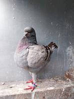 Te koop king duif, Dieren en Toebehoren, Vogels | Duiven, Vrouwelijk, Overige soorten
