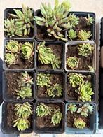 Vetplantjes te koop, Ophalen of Verzenden, Zomer, Overige soorten, Volle zon