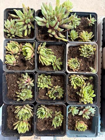 Vetplantjes te koop beschikbaar voor biedingen