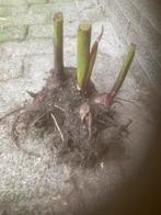 Canna bollen, Tuin en Terras, Bloembollen en Zaden, Ophalen of Verzenden, Volle zon, Knol