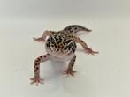 Luipaardgekko Black Night Mack Snow Giant het Eclipse, Dieren en Toebehoren, Reptielen en Amfibieën, Hagedis, 0 tot 2 jaar