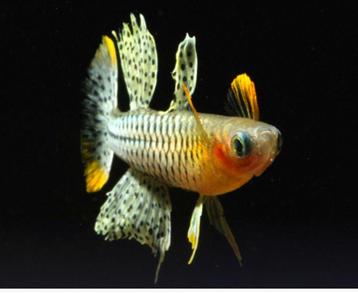 Pseudomugil gertrudae aru II beschikbaar voor biedingen