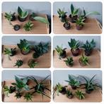 Sanseveria 10-20cm vetplantjes 5 voor €10, Ophalen, Vetplant, Halfschaduw, In pot