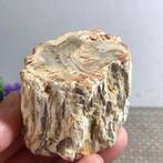 Prachtig versteend Araucariahout uit Madagaskar. (H), Verzenden, Fossiel