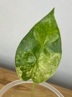 Alocasia Macrorrhiza Splash Variegata #3, Ophalen of Verzenden, Halfschaduw, Minder dan 100 cm