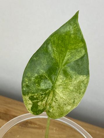 Alocasia Macrorrhiza Splash Variegata #3 beschikbaar voor biedingen