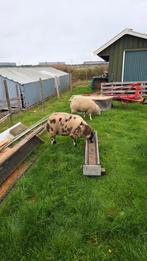 Rammen, Dieren en Toebehoren, Schapen, Geiten en Varkens, Mannelijk, Schaap