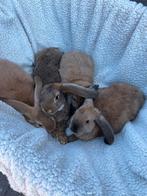 Twee mooie nestjes Franse hangoren, Dieren en Toebehoren, Konijnen, Meerdere dieren, Groot
