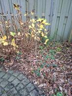 Meidoorn zaailing - WINTER = tijd om te planten!, Tuin en Terras, Planten | Bomen, Ophalen