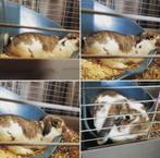 Gezocht bonte dwerg hangoor, Dieren en Toebehoren, Konijnen, Vrouwelijk, Dwerg, Hangoor, 0 tot 2 jaar