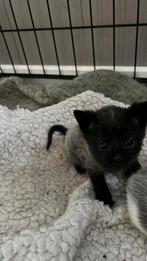 Boerderij kittens in huis opgevoed, Meerdere dieren