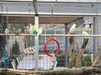Te koop grasparkietjes en een forpus papegaaitje, Meerdere dieren, Parkiet