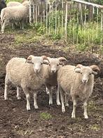Quessant grasmaaiers te koop of te huur, Dieren en Toebehoren, Schapen, Geiten en Varkens, Mannelijk, Schaap
