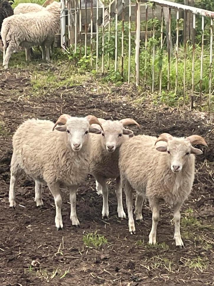 Quessant grasmaaiers te koop of te huur, Dieren en Toebehoren, Schapen, Geiten en Varkens, Schaap, Mannelijk