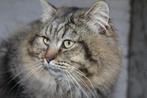 Black Tabby Siberische kat dekkater, Dieren en Toebehoren, 3 tot 5 jaar