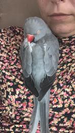 Lieve tamme halsbandparkiet, Dieren en Toebehoren, Vogels | Parkieten en Papegaaien, Vrouwelijk, Parkiet, Tam