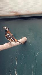 kastanjeruglijsters kastanjeruglijster, Dieren en Toebehoren, Vogels | Overige Vogels, Meerdere dieren