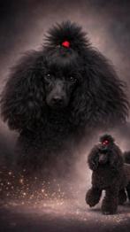 Niet Te Koop ! Gezocht co owner toy poedel toy poodle, Reu, 1 tot 2 jaar, Parvo, Eén hond