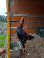 Indio Gigante haan, Dieren en Toebehoren, Pluimvee, Mannelijk, Kip