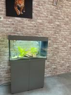 Juwel aquarium 125 led, Dieren en Toebehoren, Vissen | Aquaria en Toebehoren, Ophalen, Zo goed als nieuw, Gevuld zoetwateraquarium