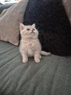 Prachtige raszuivere britse beige korthaar kittens, Dieren en Toebehoren, Meerdere dieren, Ontwormd, 0 tot 2 jaar
