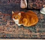 Met spoed gouden mand gezocht.