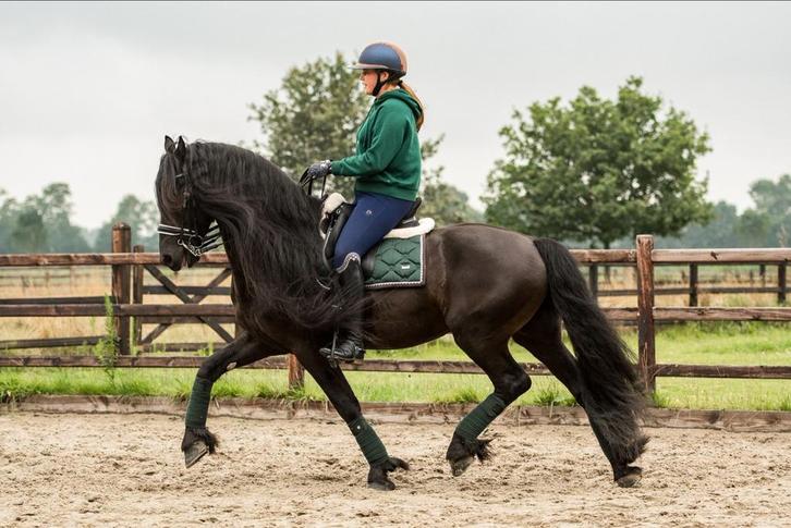 Lessen aangeboden op friese hengst, Diensten en Vakmensen, Dieren | Paarden | Verzorging, Oppas en Les