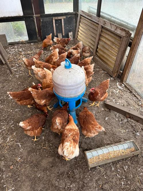 Jonge bruine legkippen te koop, Dieren en Toebehoren, Pluimvee, Kip, Vrouwelijk