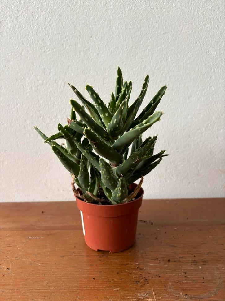 Barbados Aloë Plant, Tuin en Terras, Planten | Tuinplanten, Vaste plant, Overige soorten, Volle zon, Bloeit niet, Ophalen
