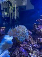 Koralen te koop wegens beeindigen hobby (koraal lps leders), Dieren en Toebehoren, Vissen | Aquariumvissen, Overige typen