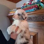 Australian Shepherd pups, 8 tot 15 weken, Meerdere, Meerdere dieren, Herder