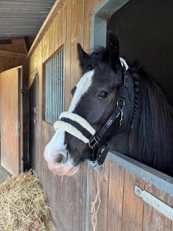 Te koop: Lieve Tinker pony Daisy, Dieren en Toebehoren, Pony's, Merrie, Onbeleerd, C pony (1.27m tot 1.37m), Recreatiepony, 3 tot 6 jaar