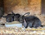 Lieve konijntjes, Dieren en Toebehoren, Konijnen, Meerdere dieren