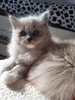 Ragdoll raszuivere kittens met volledig pakket, Dieren en Toebehoren, Katten en Kittens | Raskatten | Langhaar, Poes, Gechipt