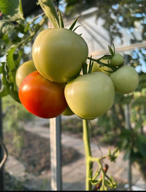 Ronde tomaten plantjes planten stekken stekjes, Tuin en Terras, Planten | Tuinplanten, Eenjarig, Groenteplanten, Volle zon, Zomer