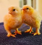 Zalm Brahma kuikens van begin 2026, Dieren en Toebehoren, Pluimvee, Meerdere dieren, Kip