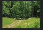 Exloo Hunebed D31., Ophalen of Verzenden, 1980 tot heden, Ongelopen, Drenthe